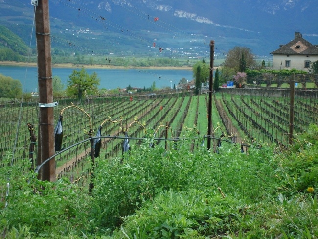 kleiner See und Weinreben