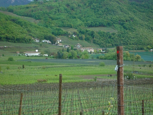 Weinreben Landschaft