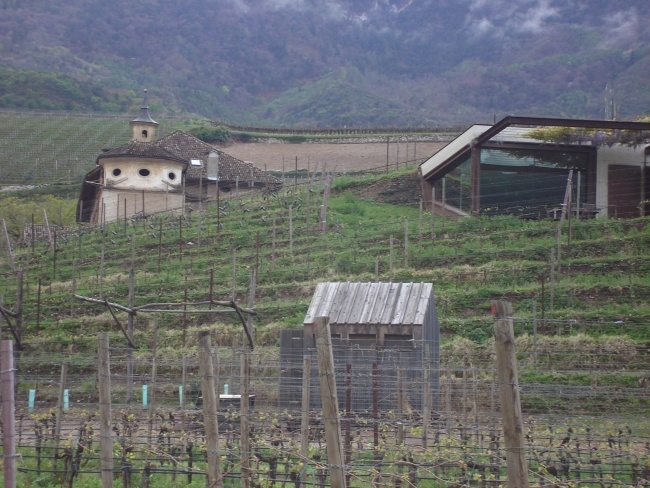 Weinreben in Italien