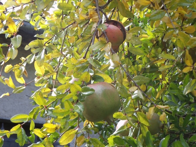 Granatapfel am Baum