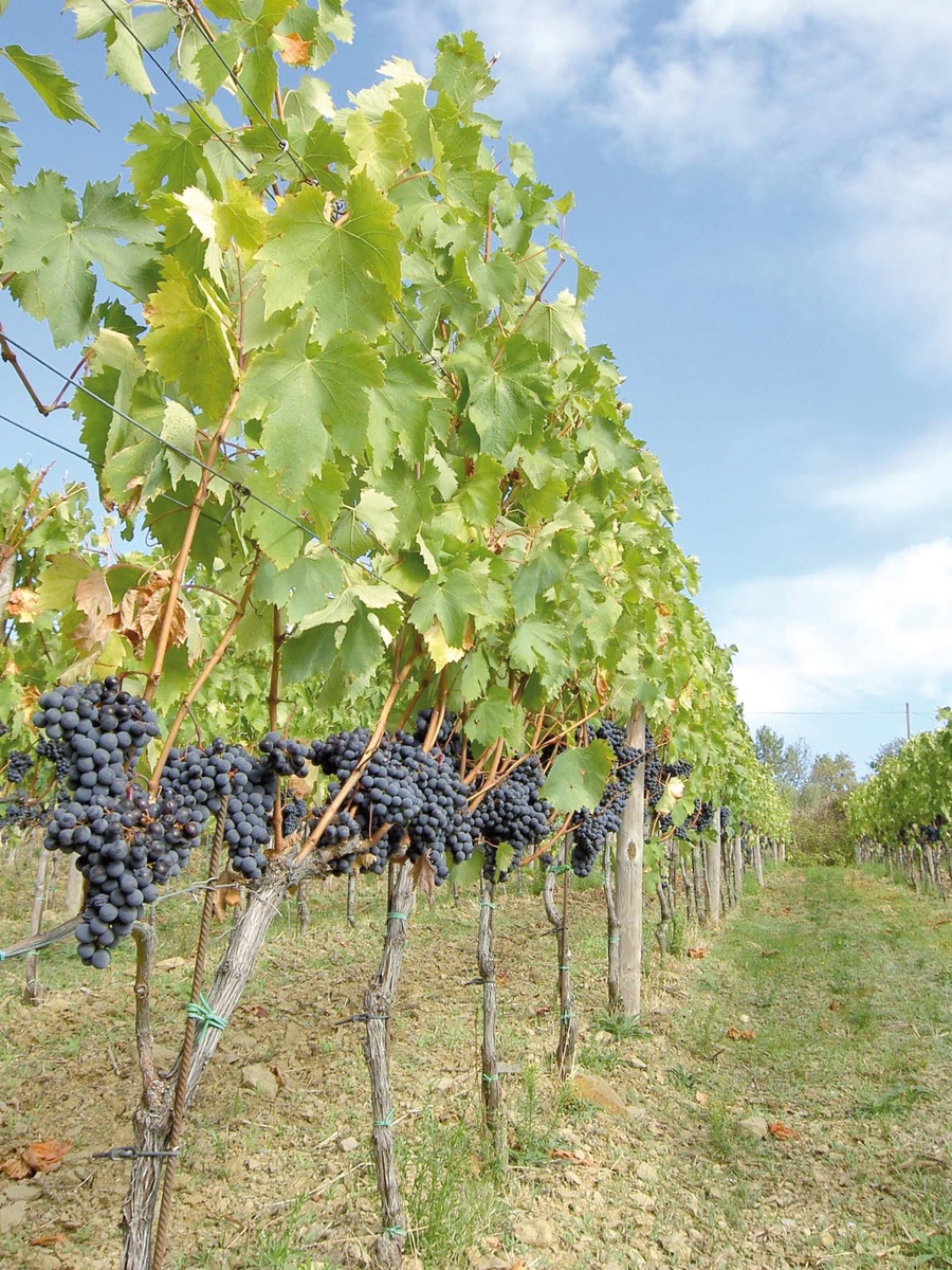 blaue Weinreben